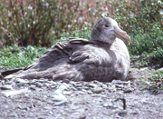 link to giant petrel